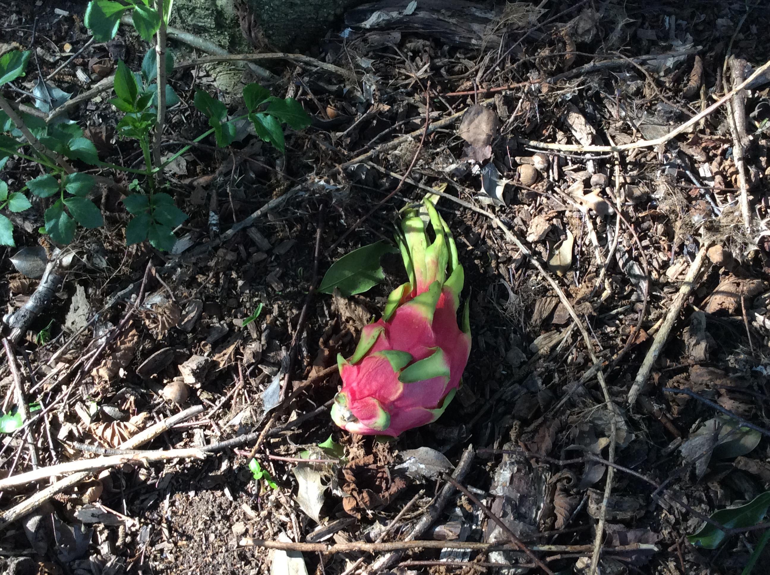 What is this strange object?